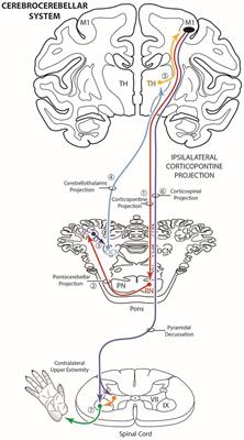 New Corticopontine Connections in the Primate Brain: Contralateral Projections From the Arm/Hand Area of the Precentral Motor Region